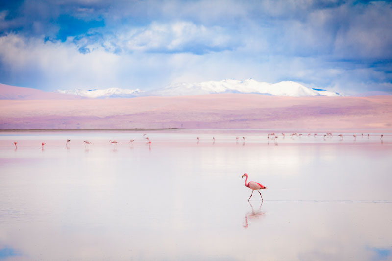 Flamants de l'altiplano