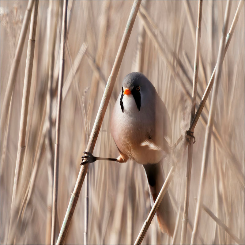 Panure à  moustache