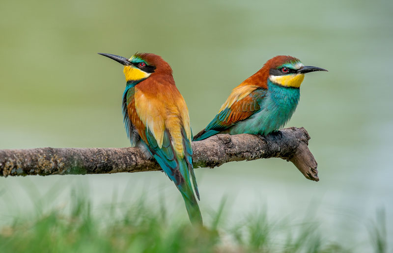 Guêpiers recto-verso