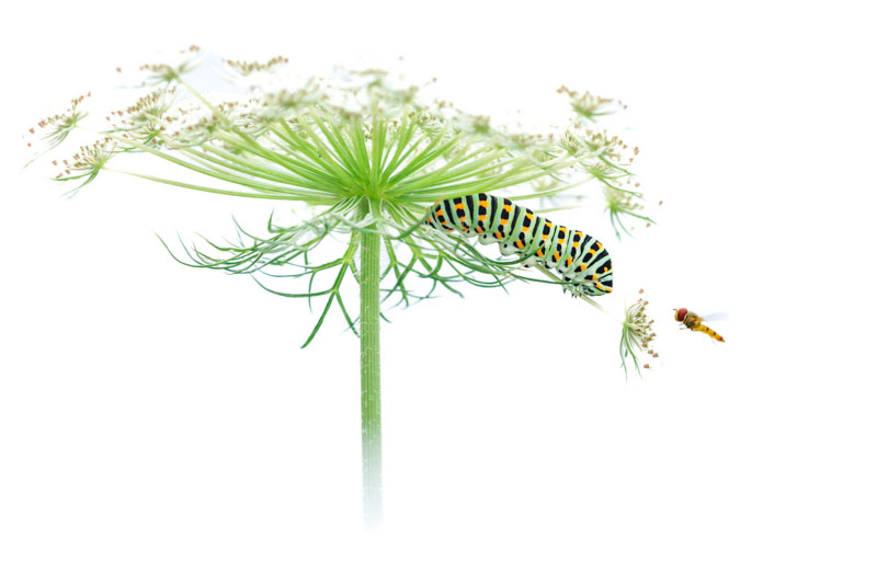 You are on my flower !