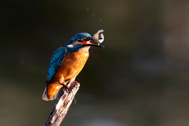 Martin ayant pêché