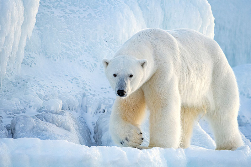 Polar bear