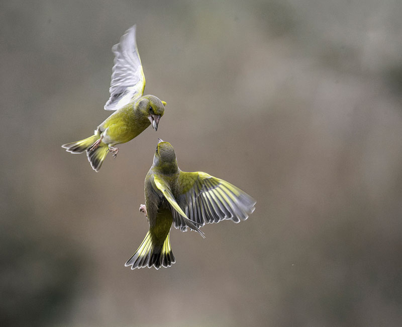 Bataille de verdiers