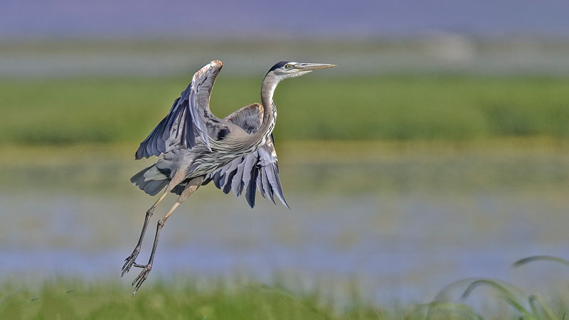 Blue heron take off