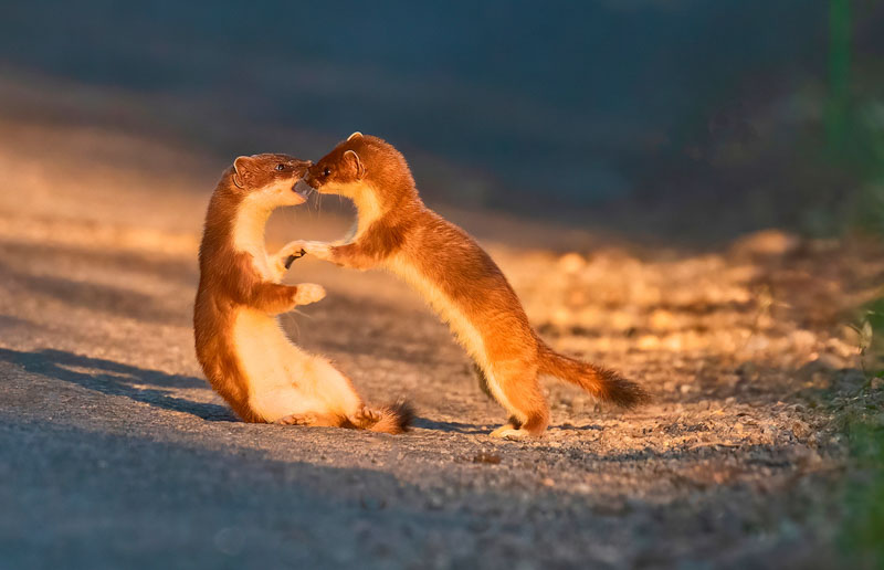 Stoats play fighting