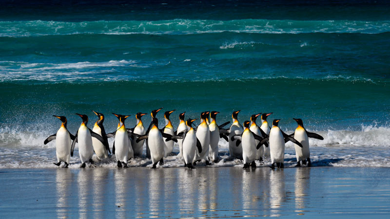 King penguins emerging from sea
