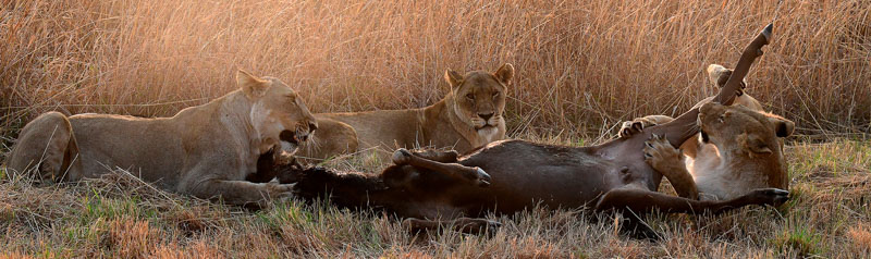 Waterburg lions share the kill
