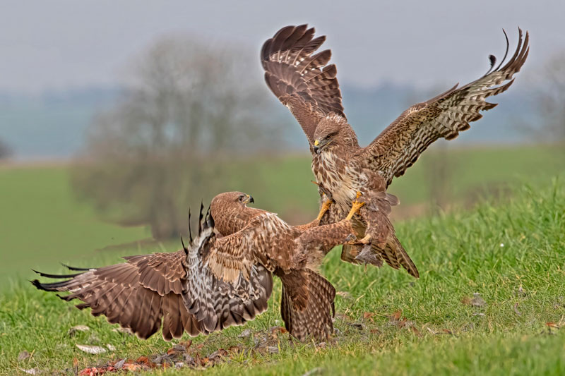 Fighting buzzards