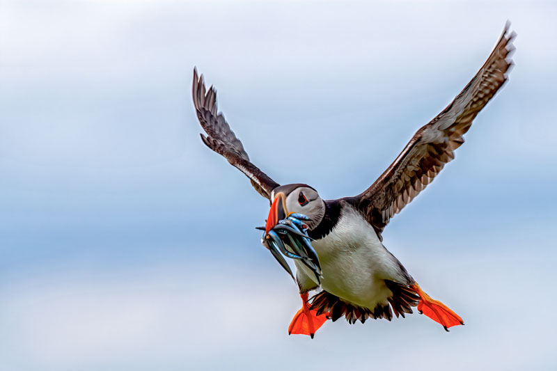 Puffin with sand eels