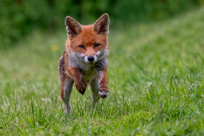 Young fox cub