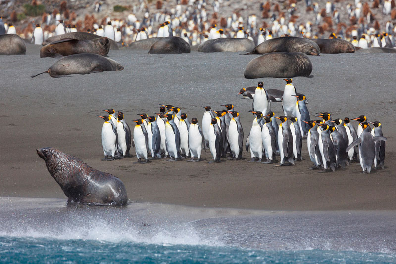 Wary kings queuing to swim