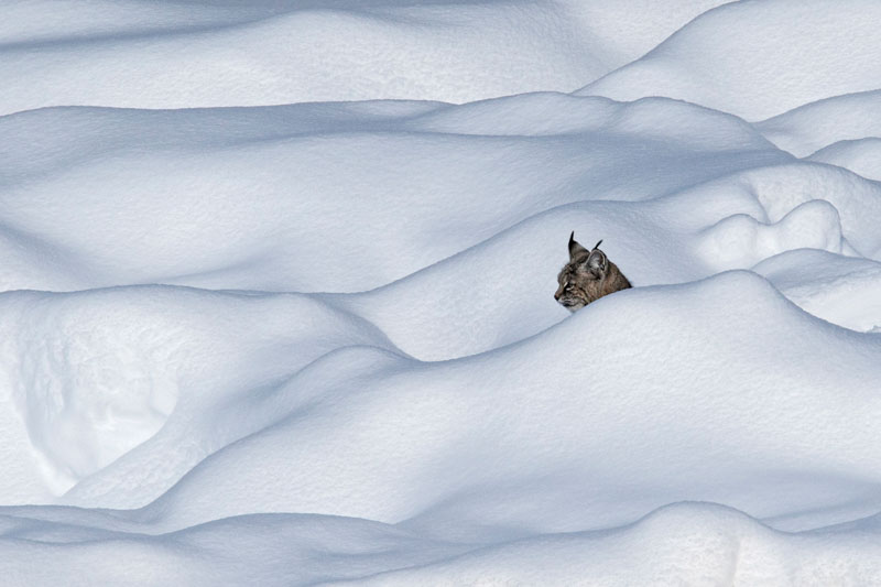 Bobcat yellowstone winter