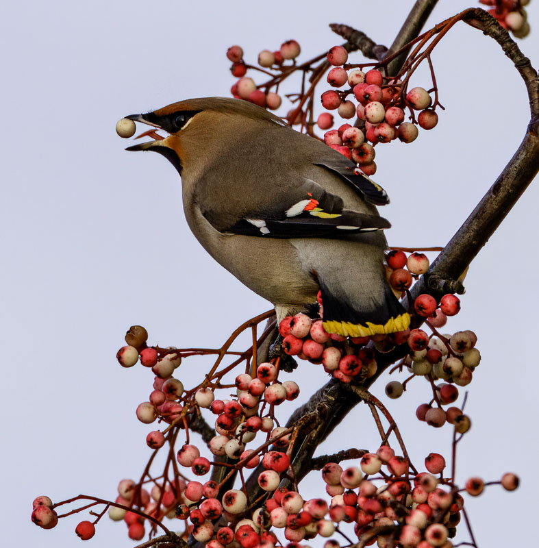 Waxwing