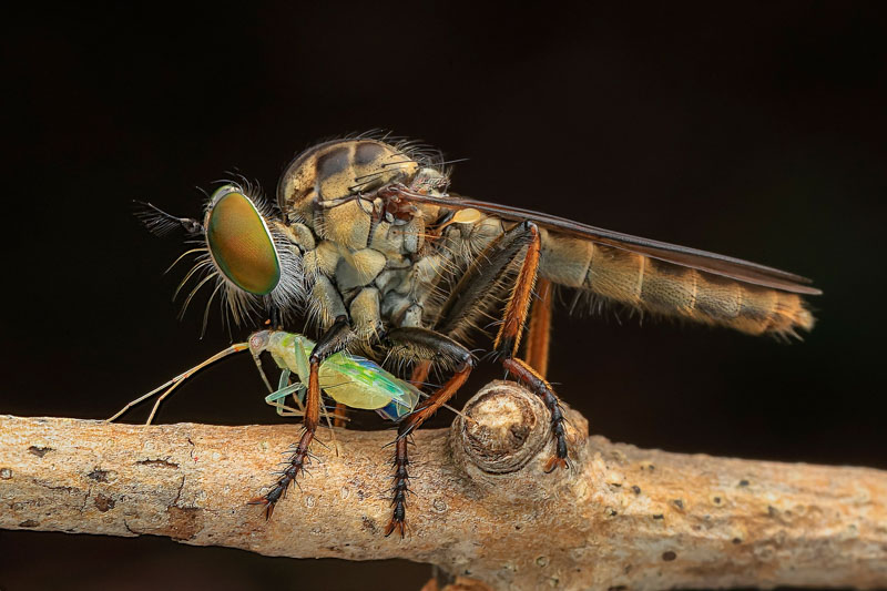 Robber fly 02