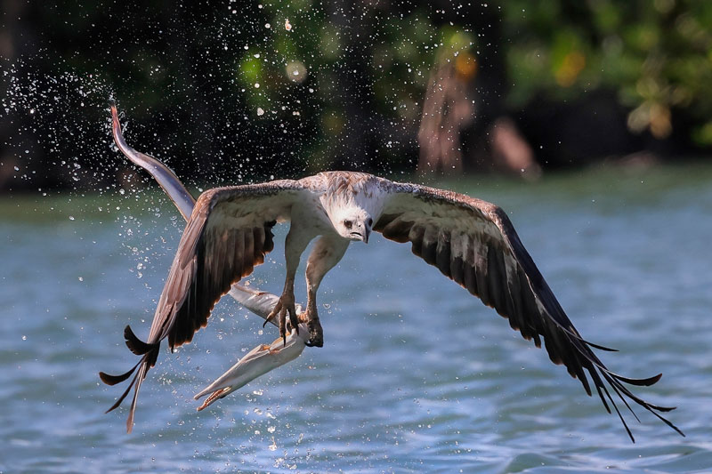 White-bellied sea eagle 07