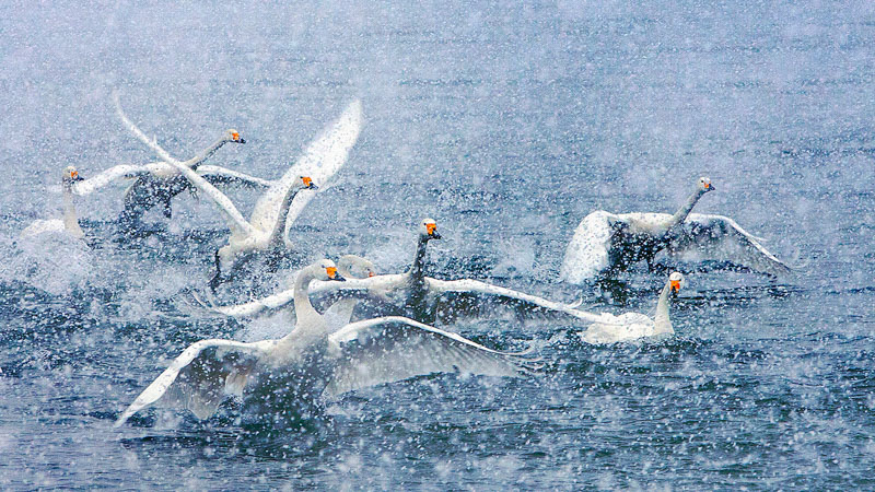 Dancing in the snow 3