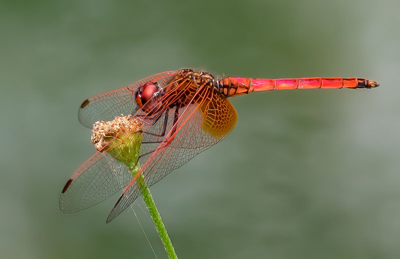 Red dragonfly