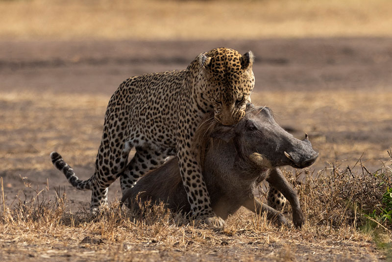 Leopard with a prey