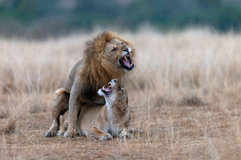 Mating simba