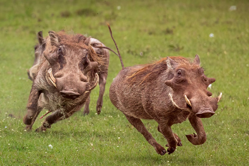  warthog chasing rival no2