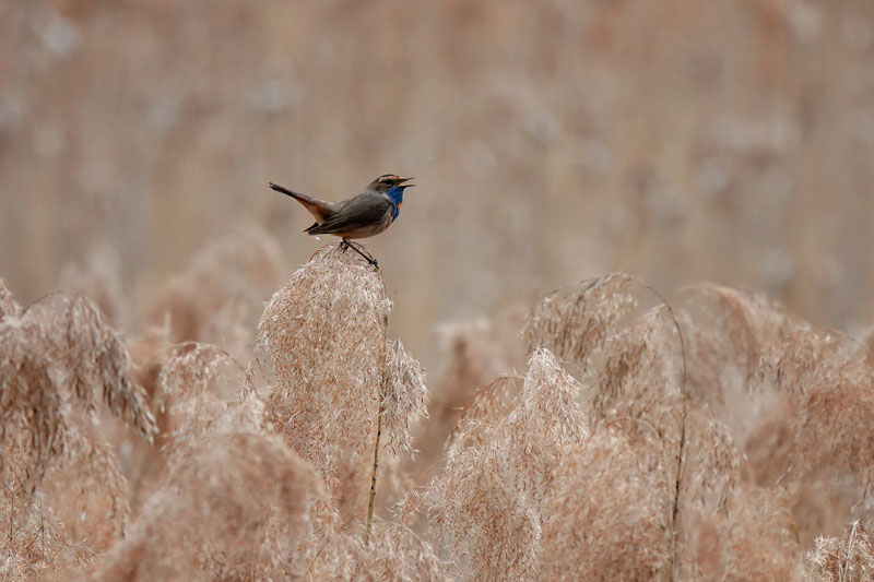 Bluethroat sings