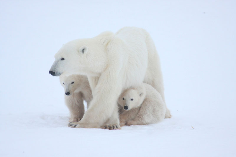 Staying close to mom