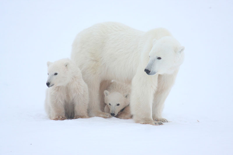 Two cubs with mom
