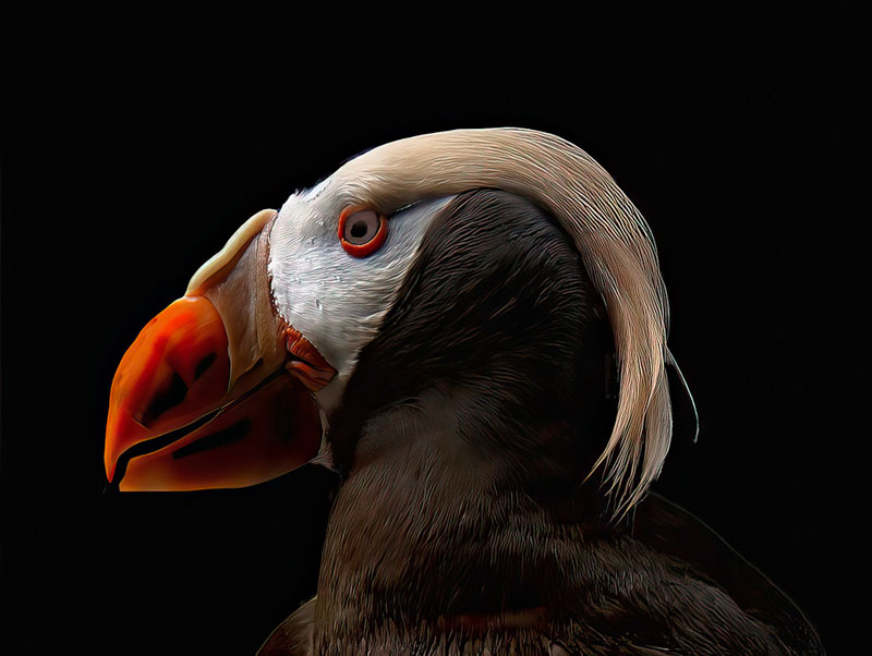 Tufted puffin 