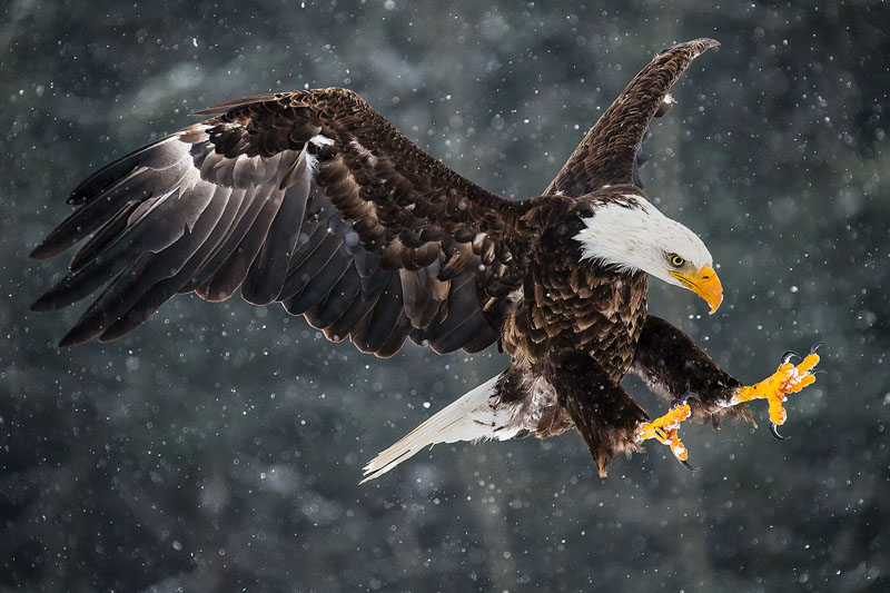 Bald eagle in snowy storm