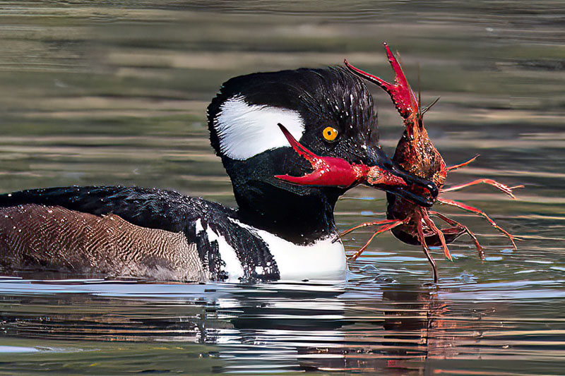 Hungry merganser