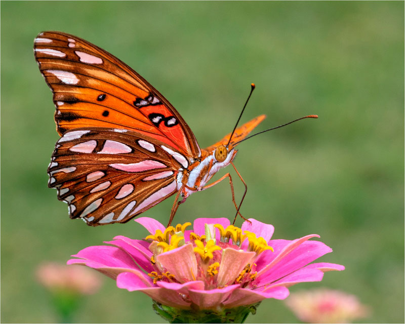 Gulf fritillary