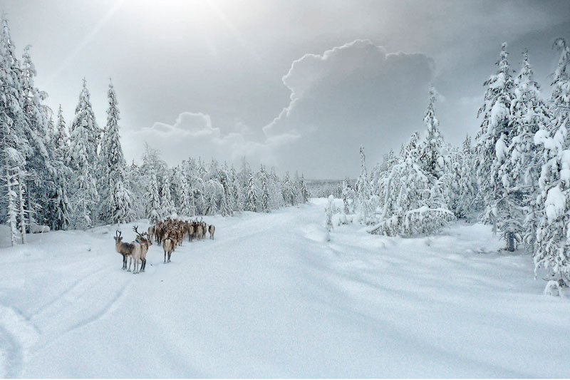 Troupeau de rennes en laponie  e