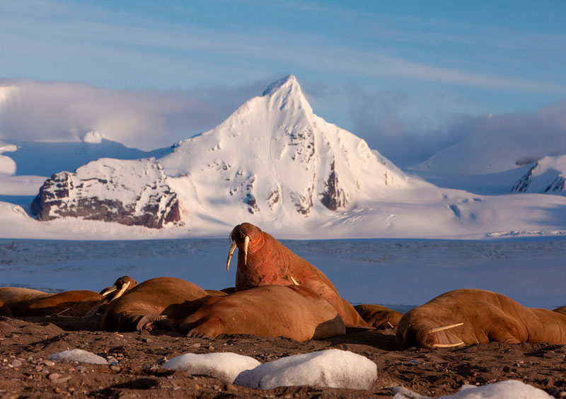 Walrus in midnight sun