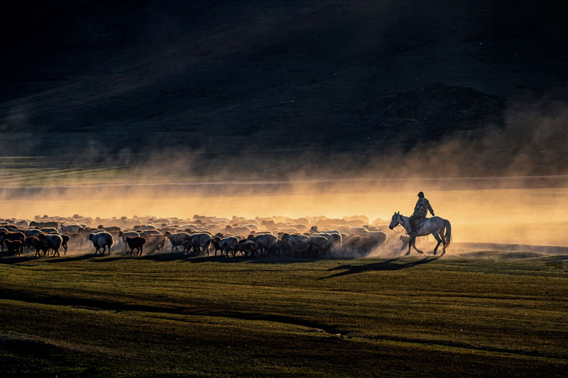 Keketuohai sheepherder