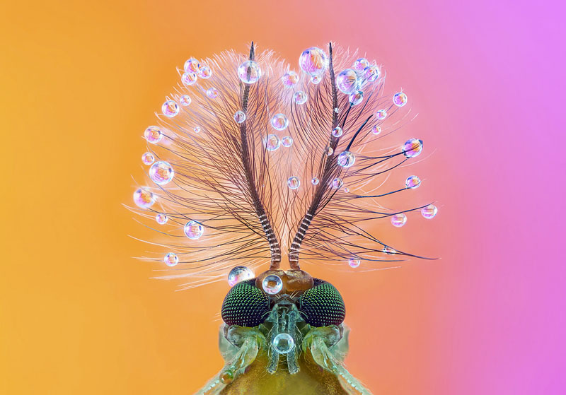 Buzzer midge christmas tree