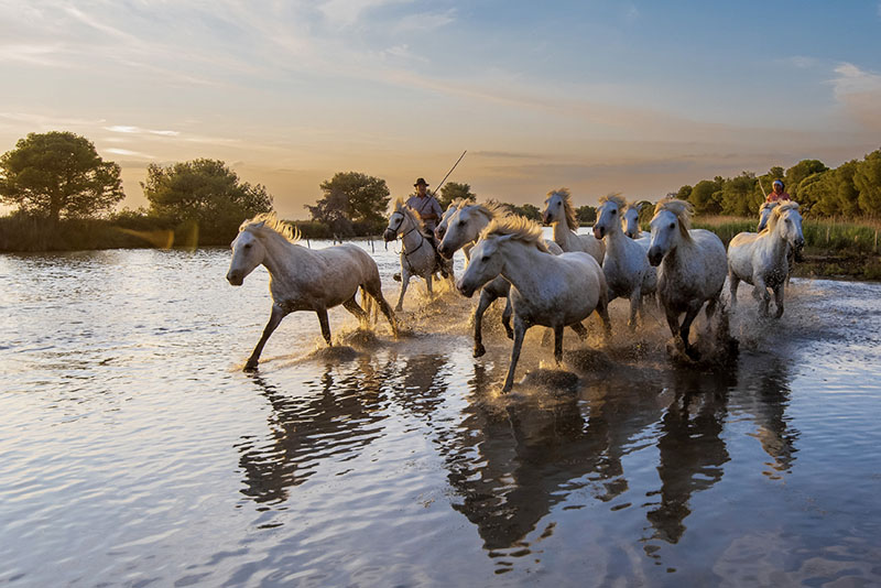 La camargue