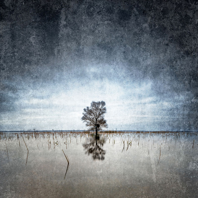 L'arbre du lac