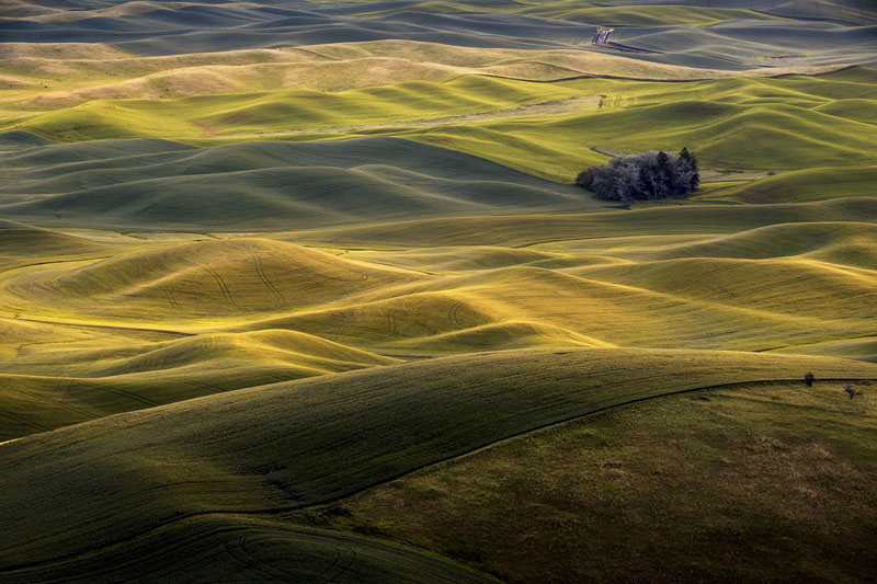 Wheat fields in spokane4