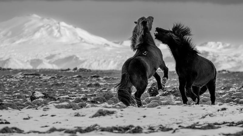 Icelandic horses and hekla volcano