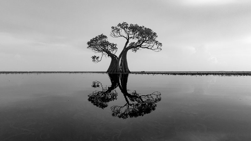 Reflet dans la mangrove