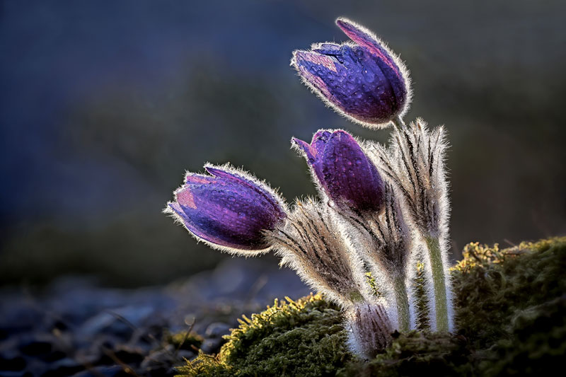 Pulsatilla - trio