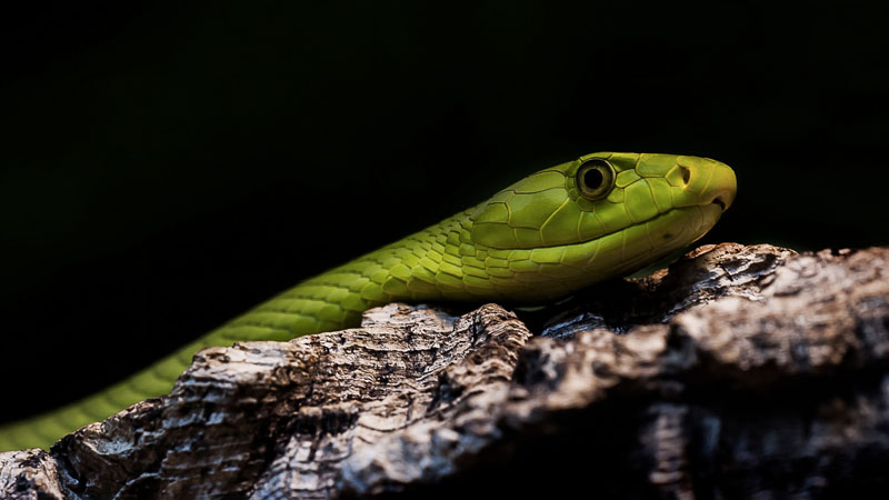 Dendroaspis viridis 8219