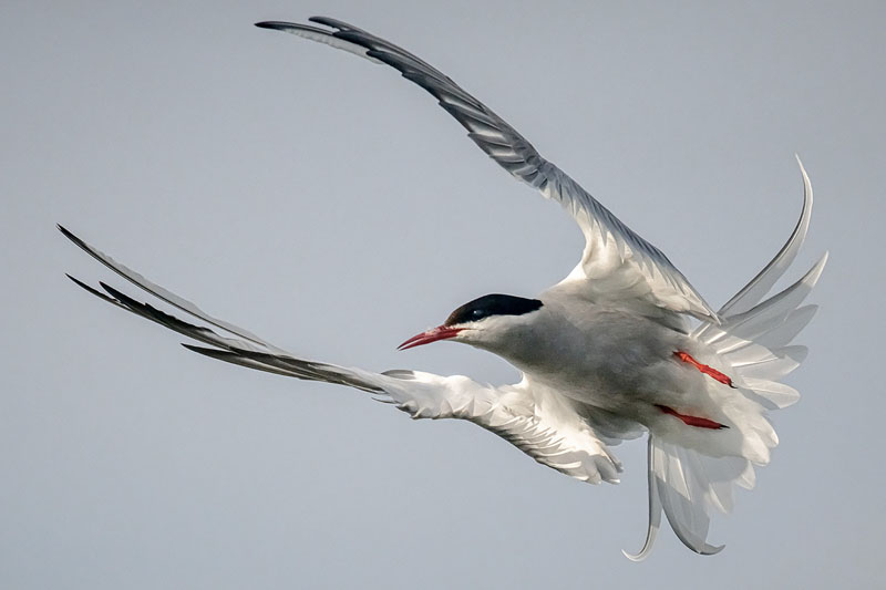 Arctic tern