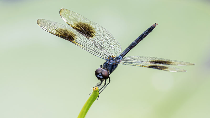 Dragonfly on grass