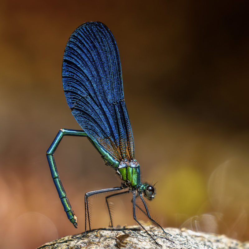 The dancing dragonfly