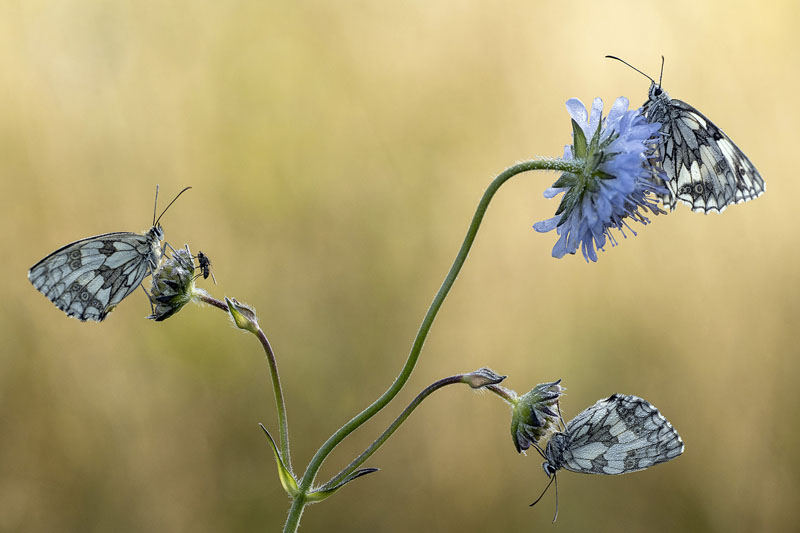 Scabieuse et ses hôtes