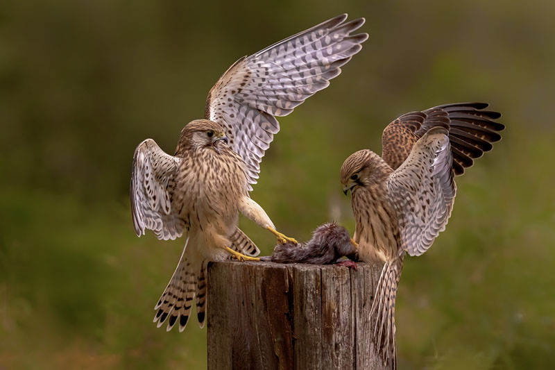 Torenvalk in conflict