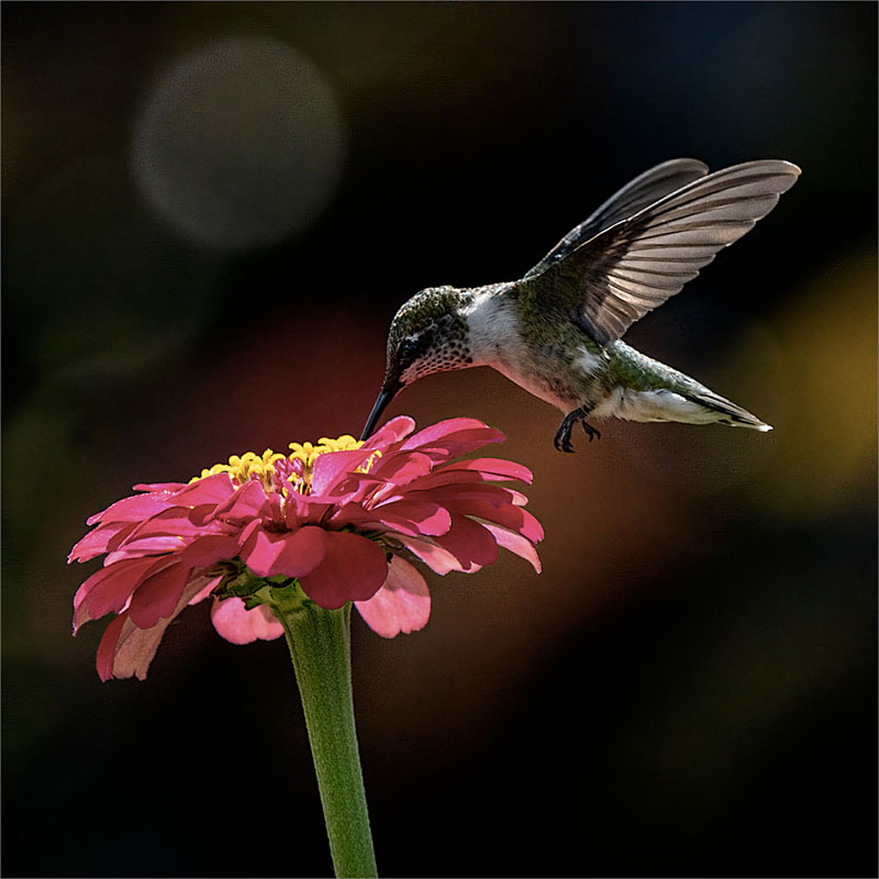 Hummingbird