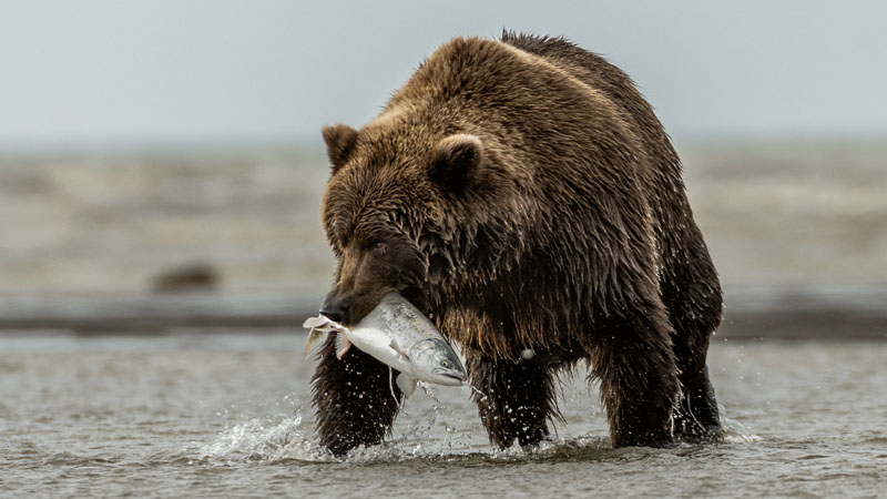 Grizzly caught fresh salmon