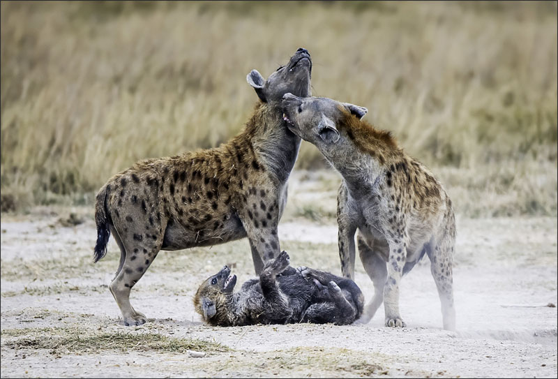 Hyena family
